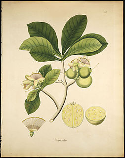 <i>Careya arborea</i> Species of tree