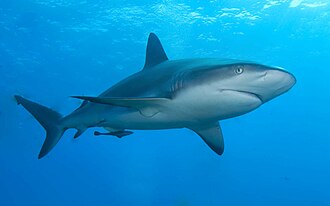 Caribbean reef shark Caribbean reef shark.jpg