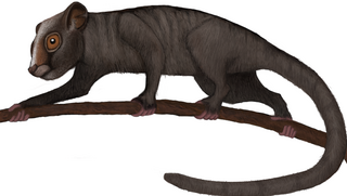 <i>Carpolestes</i> Extinct family of mammals