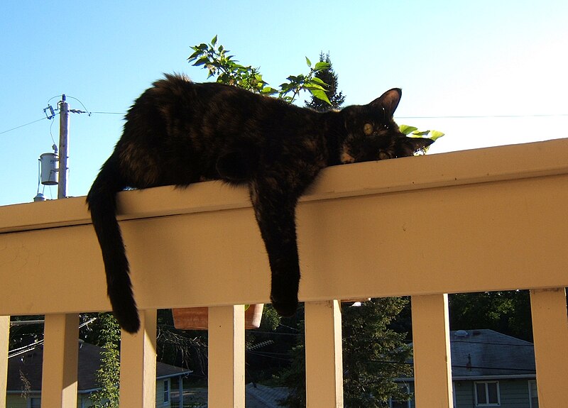 File:Cat with black and orange tortoiseshell coloration, lounging on railing.jpg