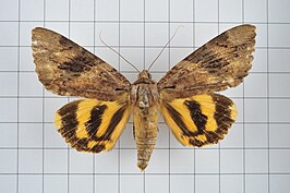 Catocala formosana