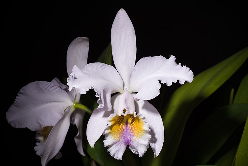 File:Cattleya mossiae fma. coerulea ‘Blanca' C.Parker ex Hook., Bot. Mag. 65 t. 3669 (1838) (42347700702).jpg