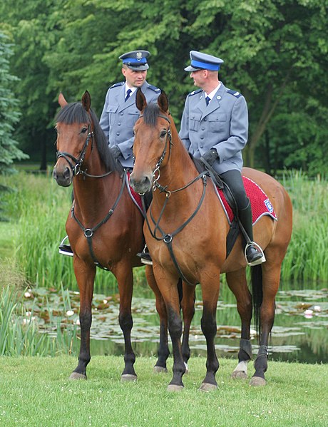 File:Central Silesian Park - Mounted police 02.jpg