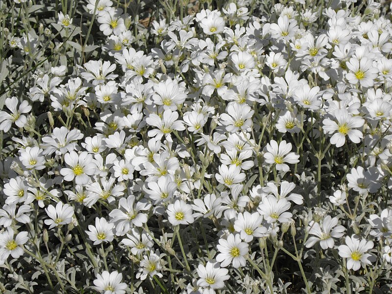 File:Cerastium tomentosum 4.jpg