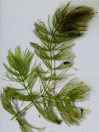 <i>Ceratophyllum echinatum</i> Species of aquatic plant