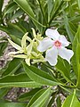 Cerbera floribunda flower 02.jpg