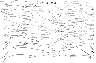 Evolution of cetaceans Derivation of cetaceans from an artiodactyl precursor, and the adaptive radiation of cetacean species