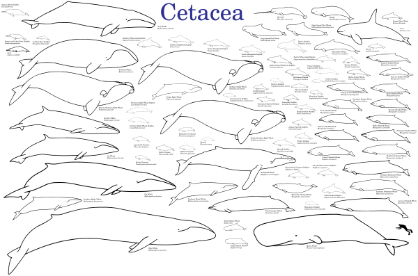 クジラ Wikiwand