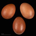 * Nomination eggs of Cetti's warbler (cetti) - Oeufs de Bouscarle de cetti (cetti) --Ercé 06:52, 27 November 2023 (UTC)  Support Good quality. --Poco a poco 07:27, 27 November 2023 (UTC) * Promotion {{{2}}}