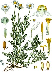 Chamaemelum nobile - Köhler–s Medizinal-Pflanzen-012.jpg