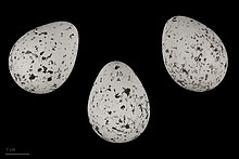 Eggs of Charadrius dubius curonicus, MHNT