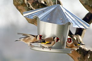 Chardonnerets élégants