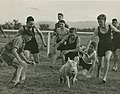 Chasing a pig at Gatton College (3208043237).jpg