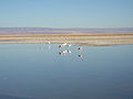 Salar de Atacama