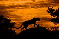 Cheetah at Sunset.jpg