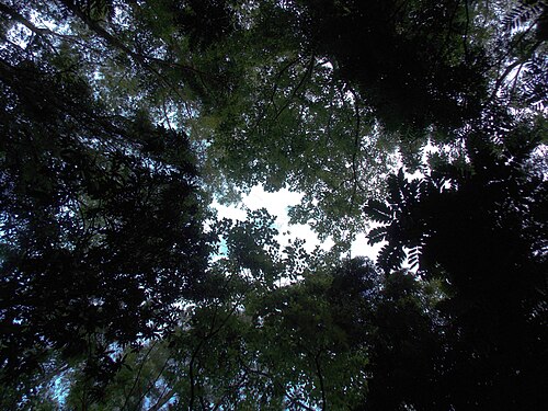 Forests of Serra do Mar, in Maquiné, RS, Brazil.