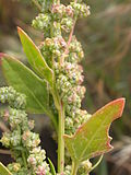 Gambar mini seharga Chenopodium