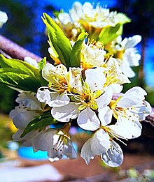 Sakura Wikipédia