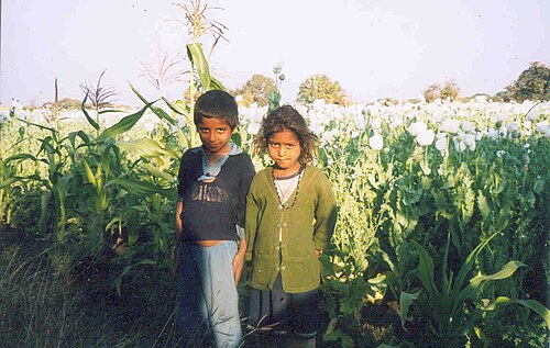 Children in an opium field in Malwa