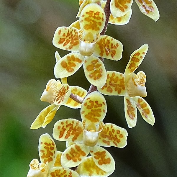 File:Chiloschista himalaica BDP 933 (cropped 2).jpg