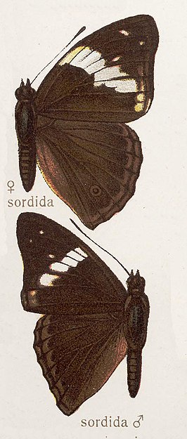 Apatura sordida