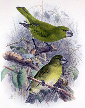 Kona-covered birds (Chloridops kona)