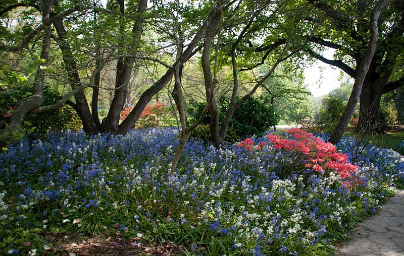 File:Christchurch gardens, New Zealand.jpg