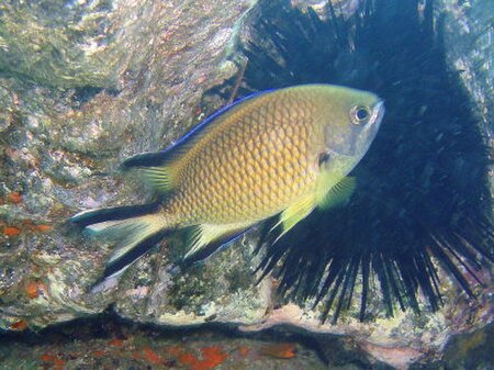 Chromis chromis