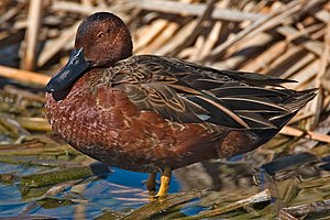 Cinnamon Teal.jpg