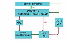 Système des ganglions de la base du primate — Wikipédia