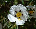 * Nomination Flower of a Cistus ladanifer -- Alvesgaspar 15:18, 15 November 2014 (UTC) * Decline Sorry, the dark area in the center of the flower is blurred --Ezarate 21:25, 16 November 2014 (UTC)