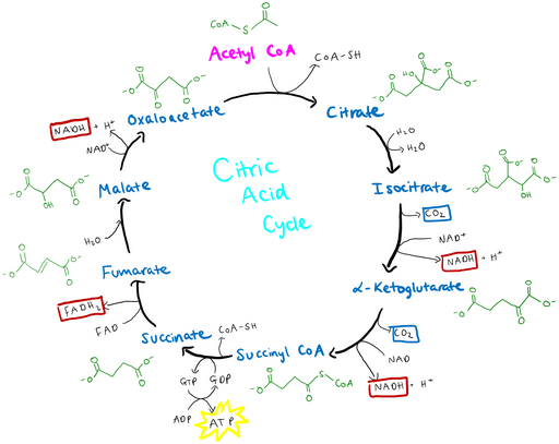 Citric Acid Cycle Diagram