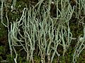 Thumbnail for Cladonia subradiata