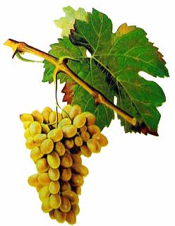 Clairette blanche Variety of grape