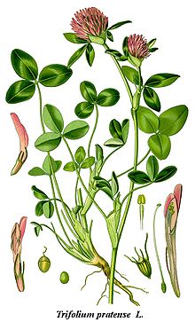 Cleaned-Illustration Trifolium pratense.jpg
