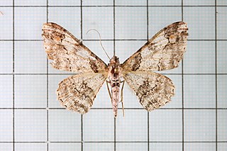 <i>Cleora fraterna</i> Species of moth