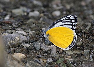 <i>Delias agostina</i> Species of butterfly