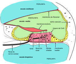 Cochlea-crosssection gl.svg