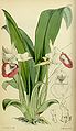 Warczewiczella marginata (as syn. Warrea quadrata) plate 4766 in: Curtis's Bot. Magazine (Orchidaceae), vol. 80, (1854)