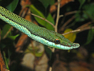 <i>Philodryas baroni</i> Species of snake