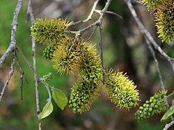 Combretum Zeyheri