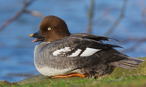 Common Goldeneye (Bucephala clangula)- female