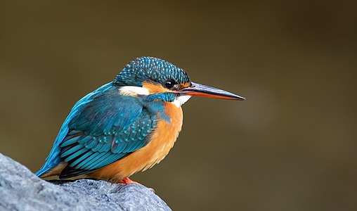 Common kingfisher in Japan.