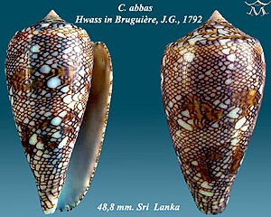 Conus abbas, Sri Lanka