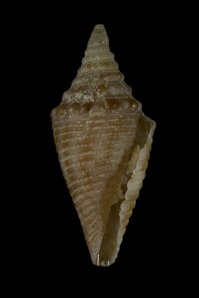 File:Conus acutangulus (MNHN-IM-2013-4366).jpeg