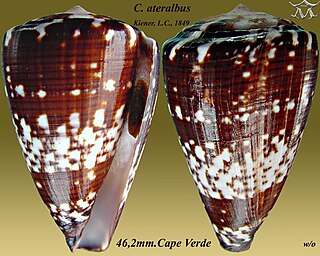 <i>Conus ateralbus</i> species of mollusc