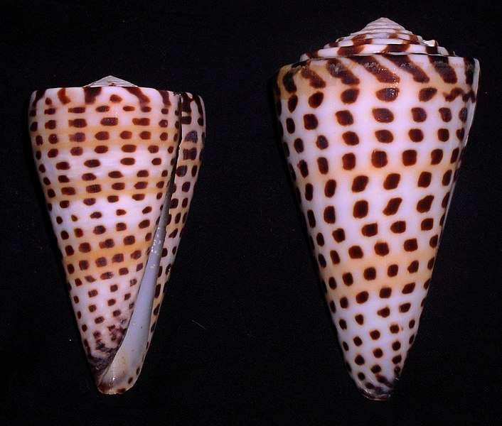 File:Conus litteratus.shell002.jpg