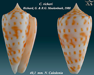 <i>Conus richeri</i>