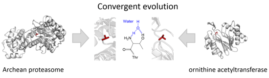 Evolutionary convergence of threonine proteases towards the same N-terminal active site organisation. Shown are the catalytic threonine of the proteasome (clan PB, family T1) and ornithine acetyltransferase (clan PE, family T5). Convergence Thr.png