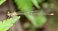 Young male Mie prefecture, Japan